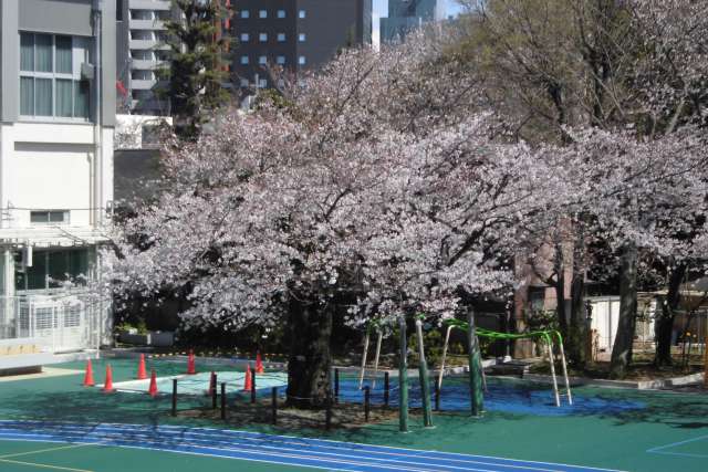 駒桜５
