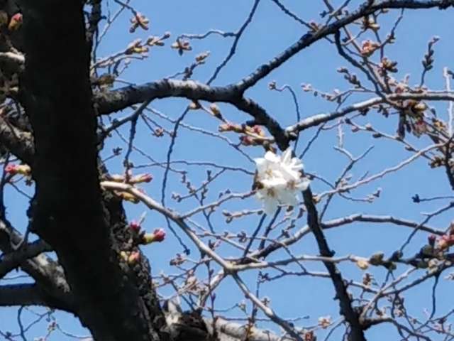 駒桜２