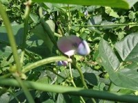 黒豆の花