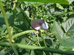 黒豆の花
