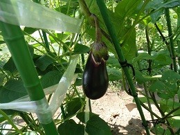 ナスの実