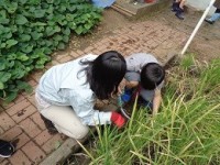 稲刈りレクチャーを受ける