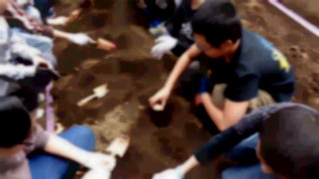 タネイモの植え付け