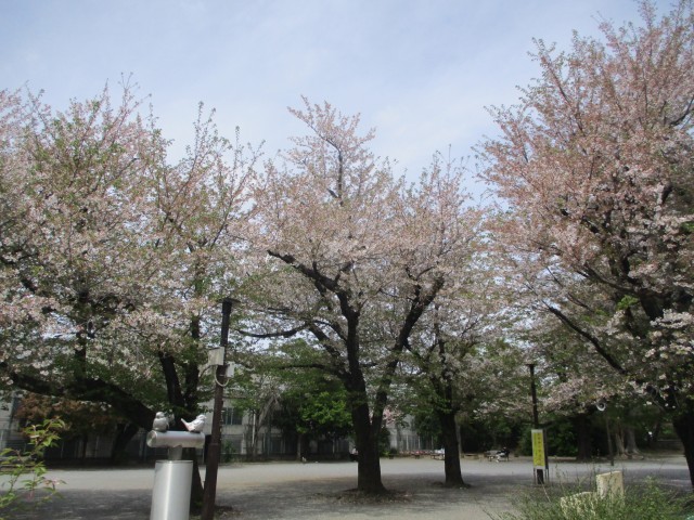 上池袋さくら公園の葉桜
