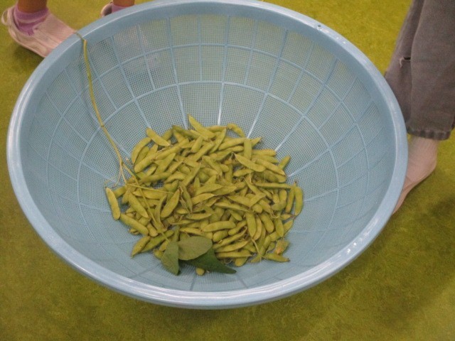 枝豆むき３