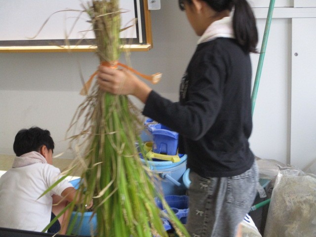 ５年稲刈り３