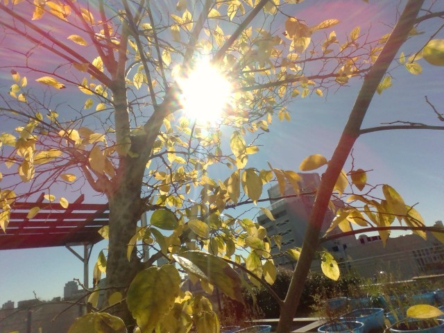 ３階テラスの紅葉