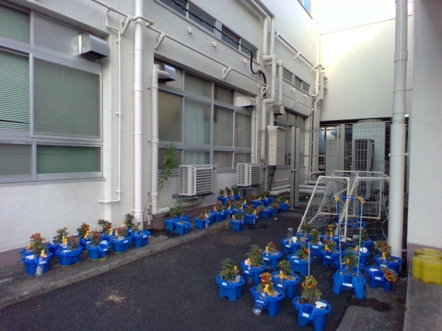 だいぶ色づいたトマト