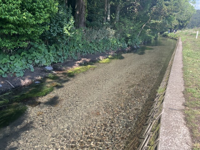 湧き水が集まった牛渡川