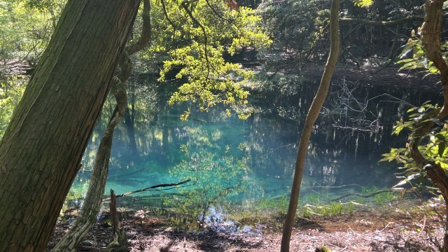 湧き水で満たされた丸池様（まるいけさま）